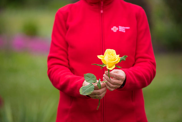 Eine Frau mit DRK-Jacke hat eine gelbe Blume in der Hand